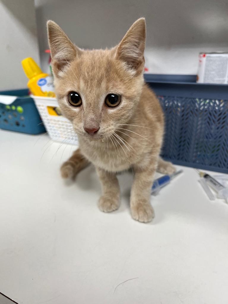 Binx, Adoptable, Kitten Male Domestic Short Hair.