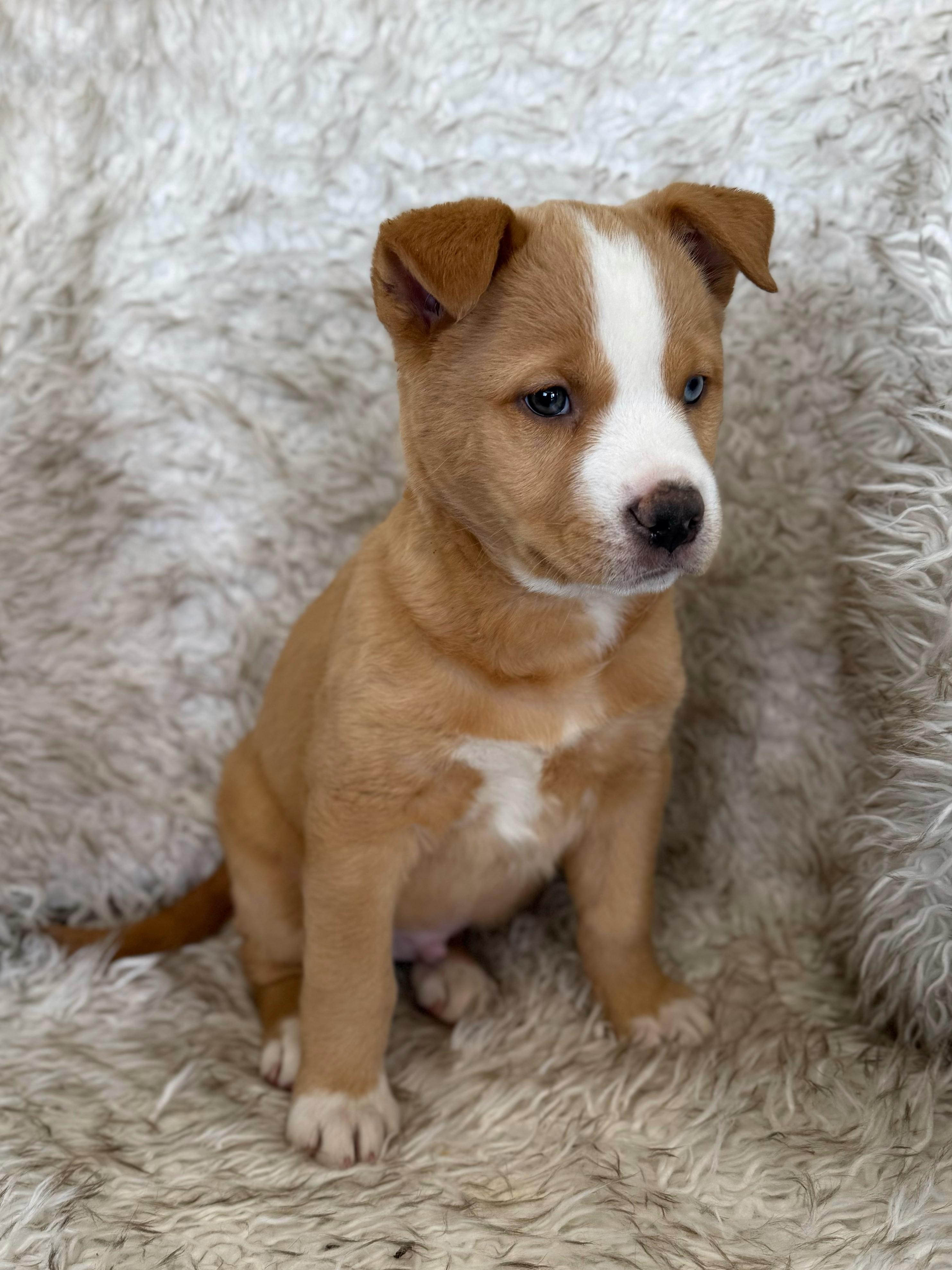 Enlarge Wasabi, an adopted mixed breed in Eagle, CO image 4/6