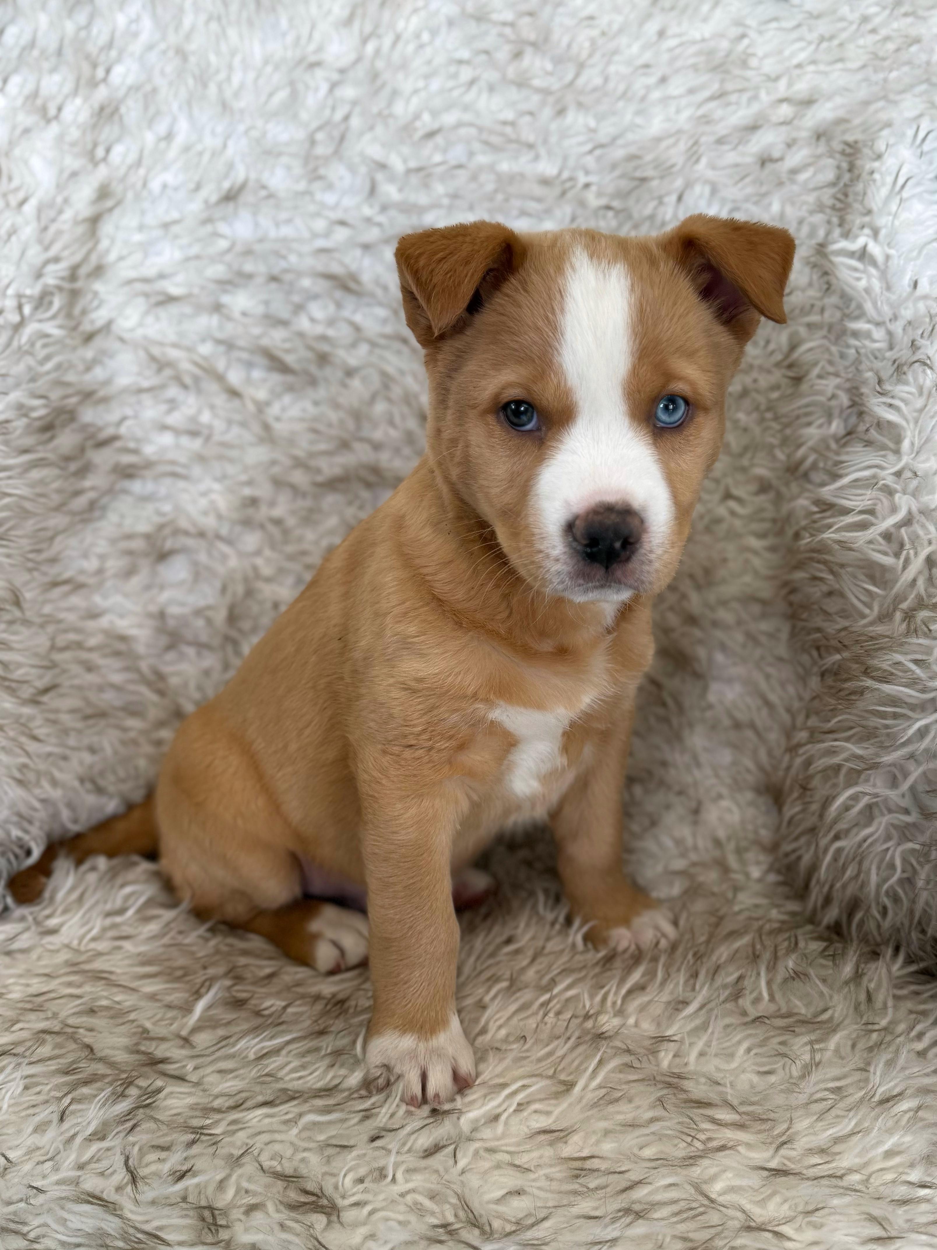 Enlarge Wasabi, an adopted mixed breed in Eagle, CO image 2/6