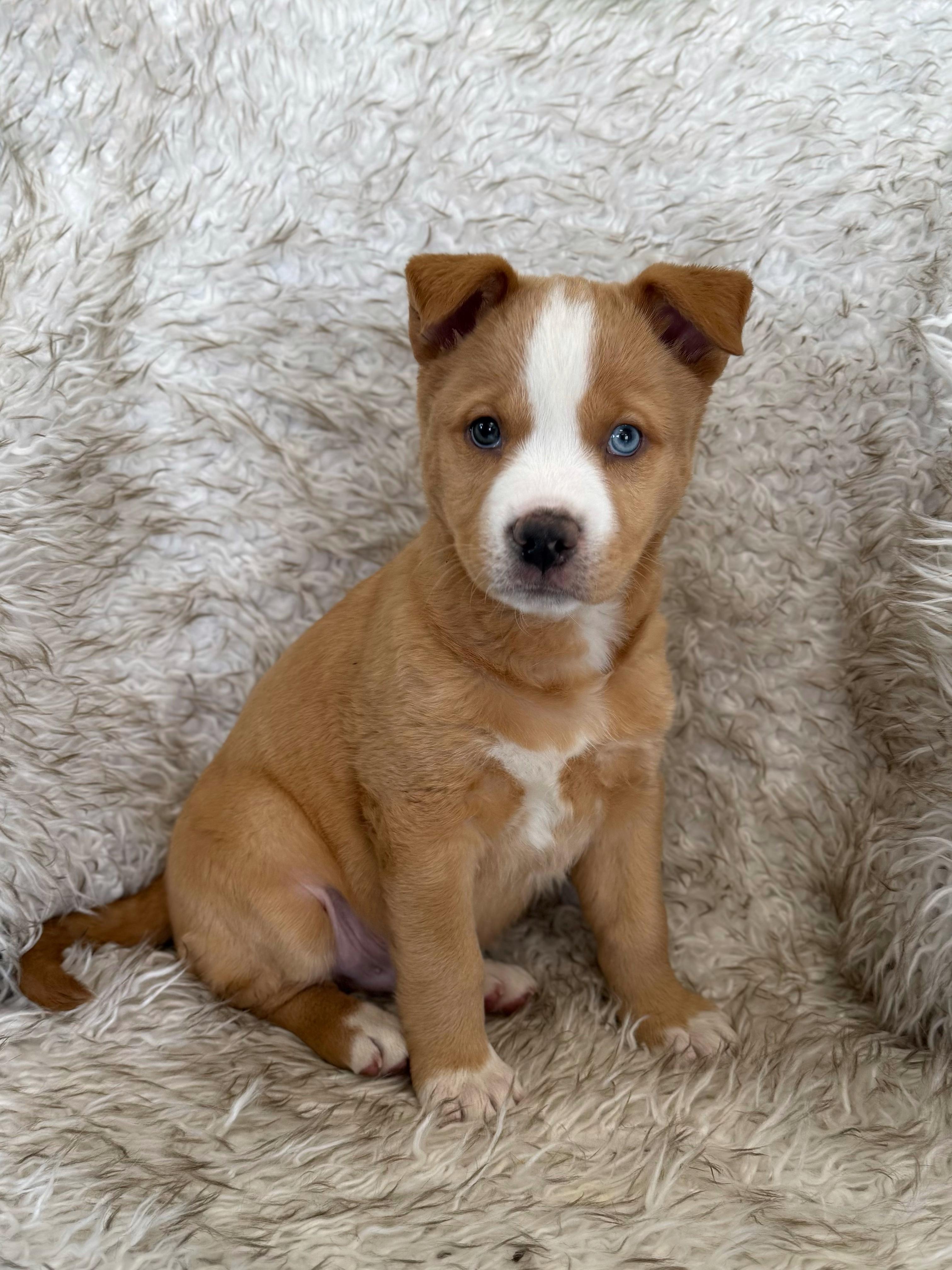 Enlarge Wasabi, an adopted mixed breed in Eagle, CO image 3/6