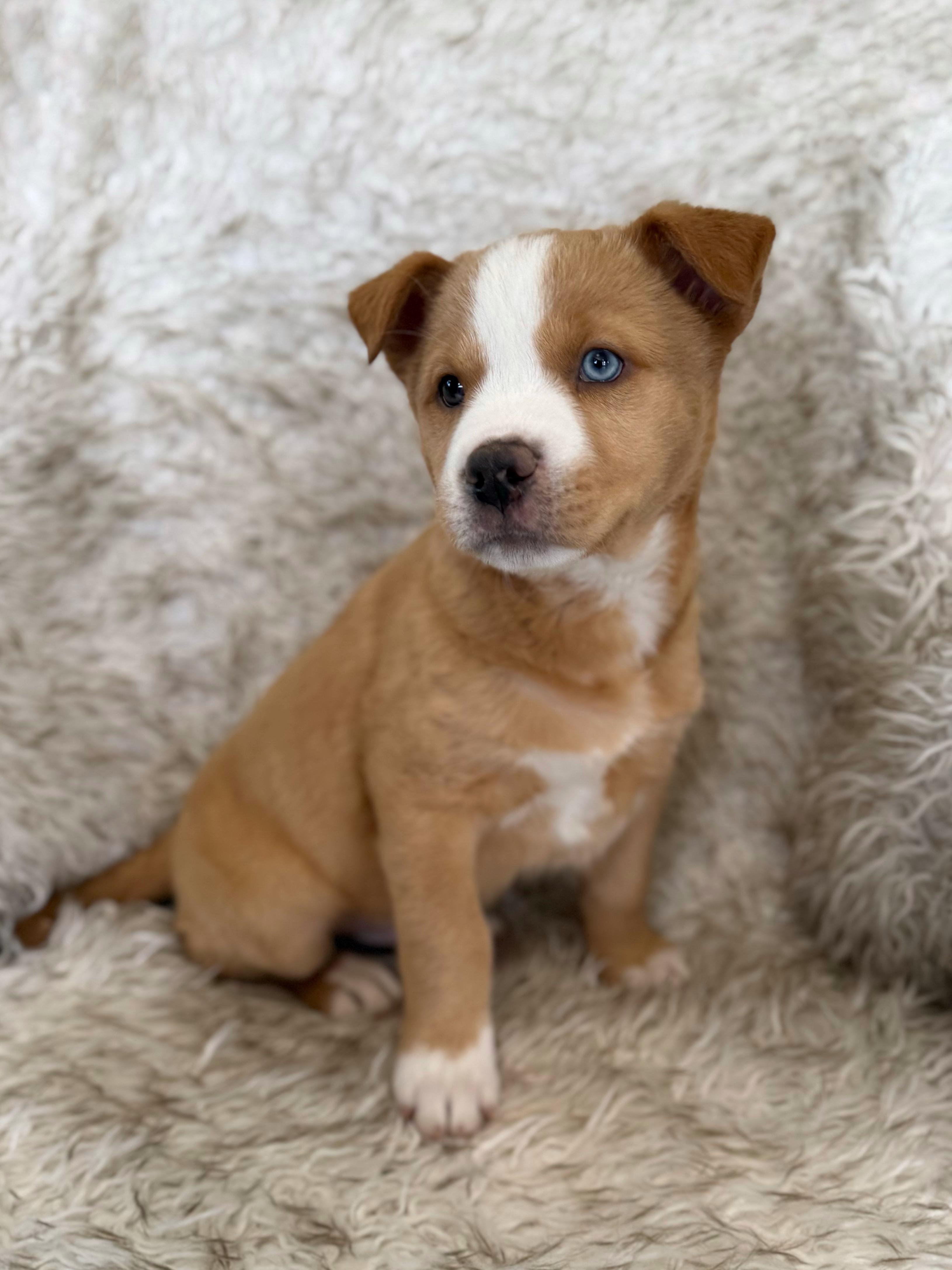 Enlarge Wasabi, an adopted mixed breed in Eagle, CO image 1/6