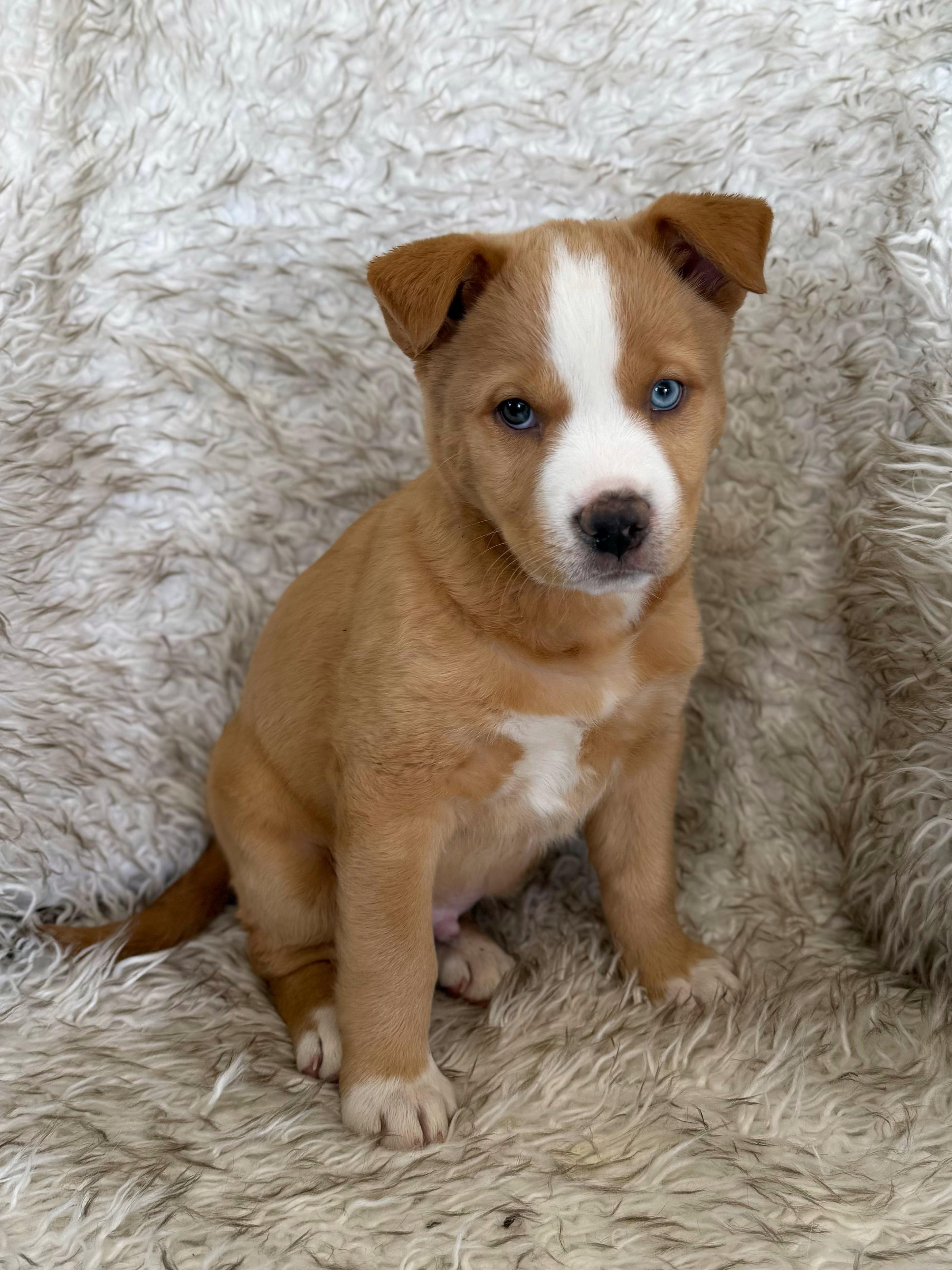 Enlarge Wasabi, an adopted mixed breed in Eagle, CO image 5/6