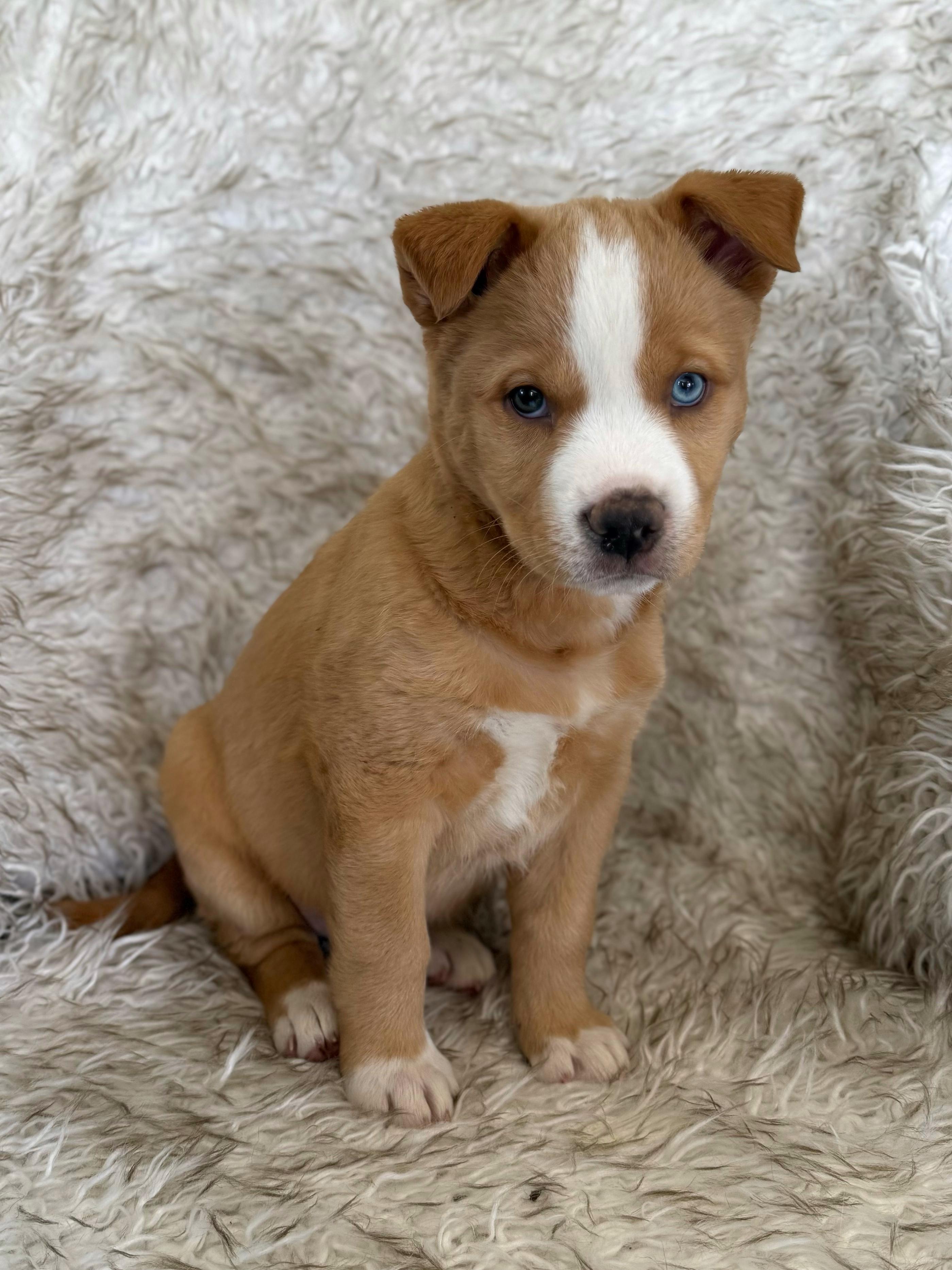 Enlarge Wasabi, an adopted mixed breed in Eagle, CO image 6/6
