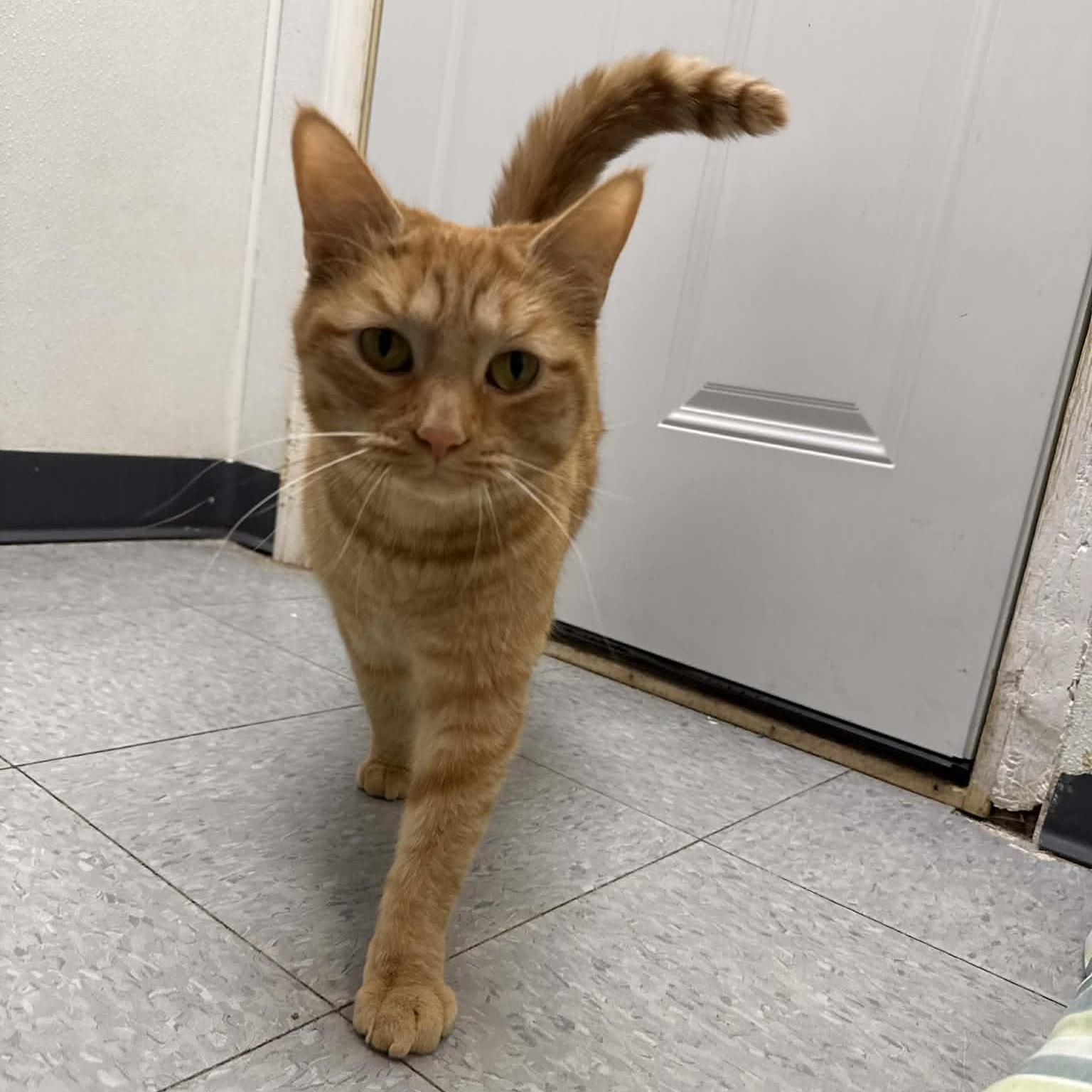 Enlarge Eel, an adopted Domestic Short Hair in Martinsville, IN image 1/2