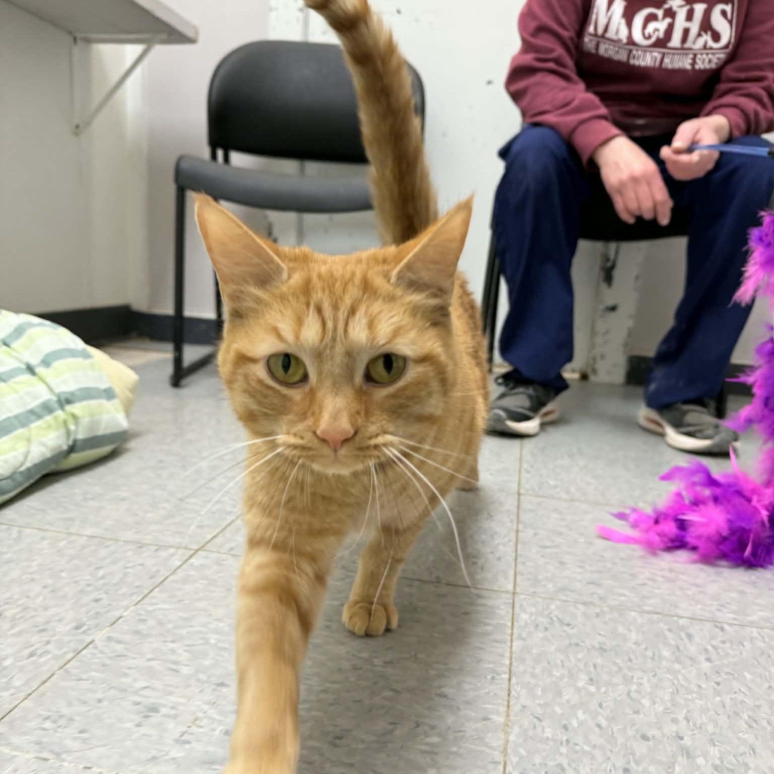 Enlarge Eel, an adopted Domestic Short Hair in Martinsville, IN image 2/2