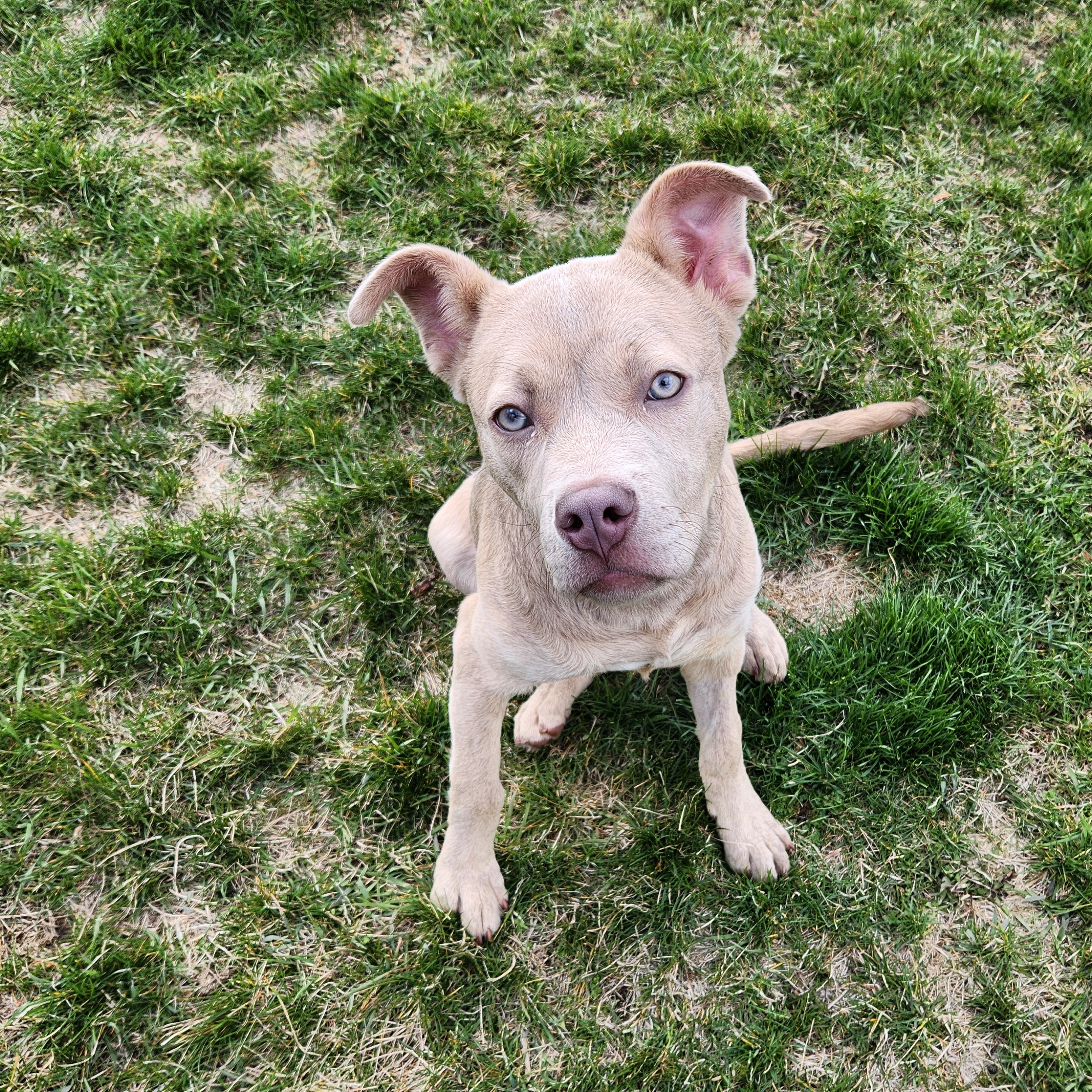 Mouse 48178, Adopted, Puppy Female Australian Shepherd.