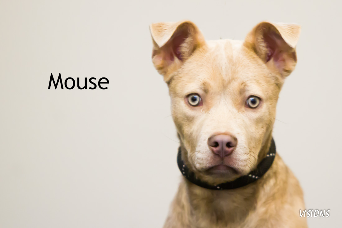 Mouse 48178, a Adopted mixed breed in Cedar Rapids, IA image 2/4