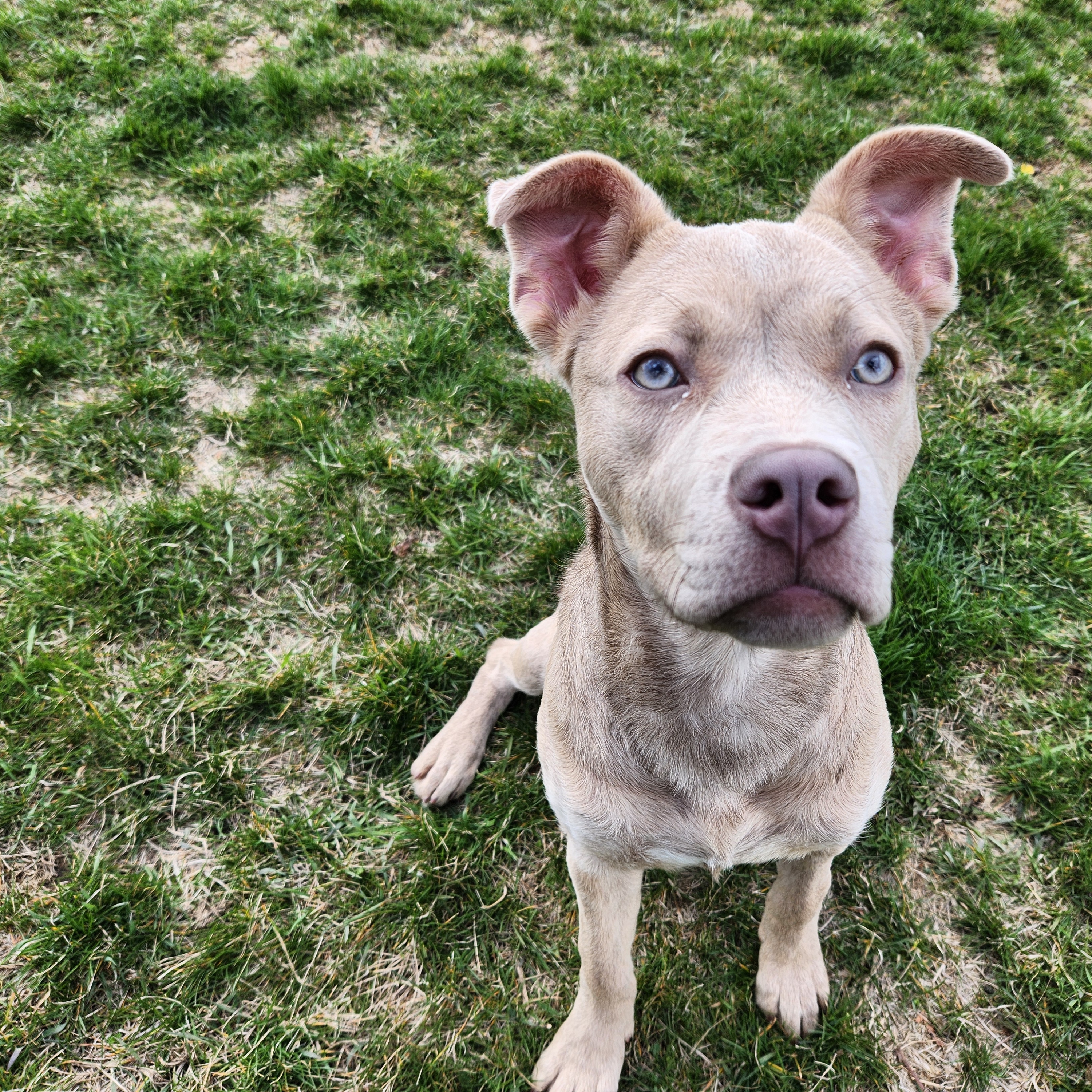 Mouse 48178, a Adopted mixed breed in Cedar Rapids, IA image 3/4