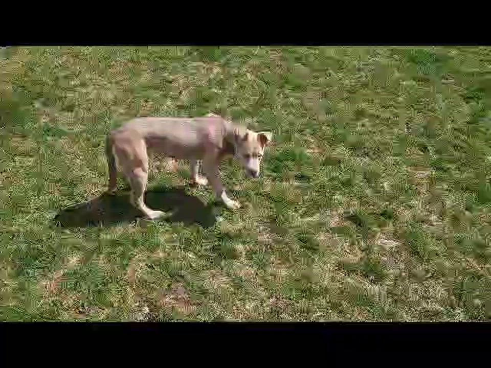 Enlarge Mouse 48178, a Adopted mixed breed in Cedar Rapids, IA video 4/4