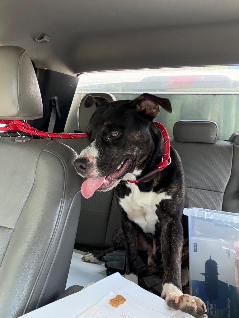Enlarge Steely Dan, a Adoptable Pit Bull Terrier in Rockport, TX image 1/2