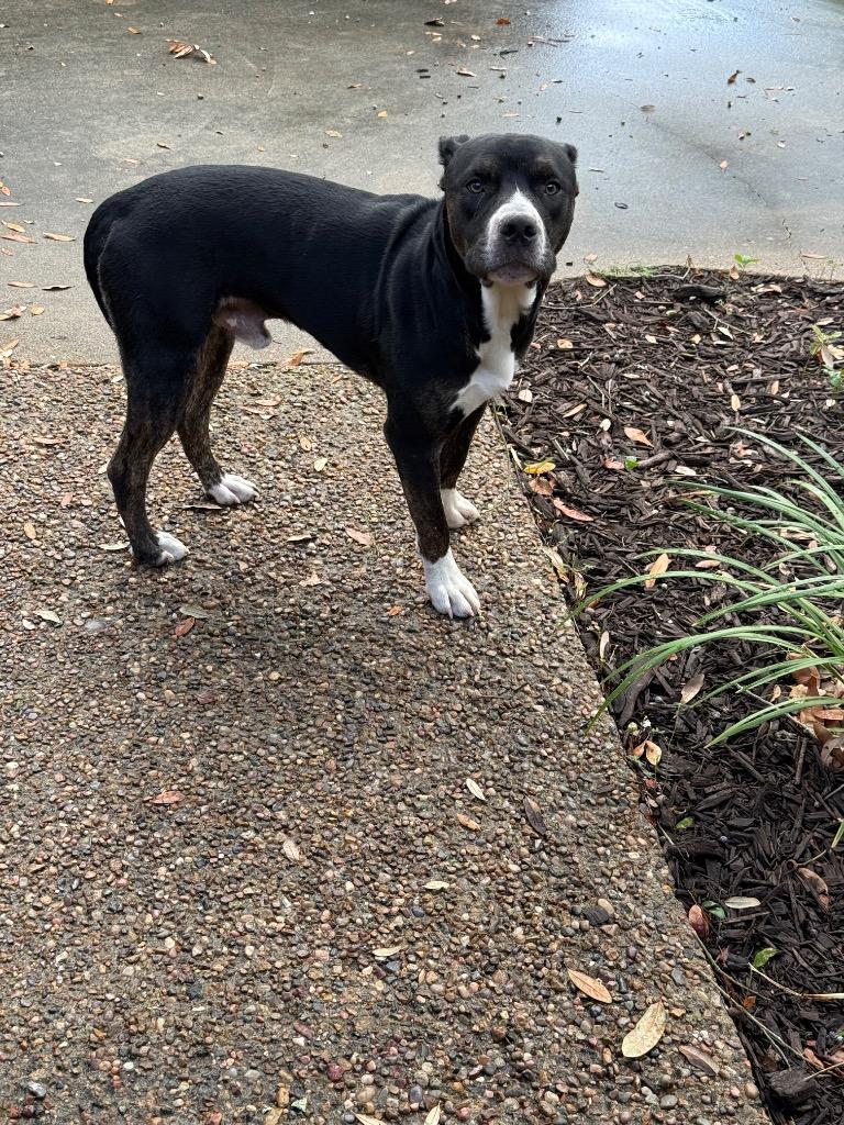 Enlarge Steely Dan, a Adoptable Pit Bull Terrier in Rockport, TX image 2/2