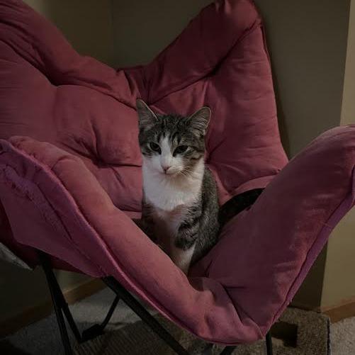 Enlarge Archimedes, a Adoptable Domestic Short Hair in Chaska, MN image 1/2