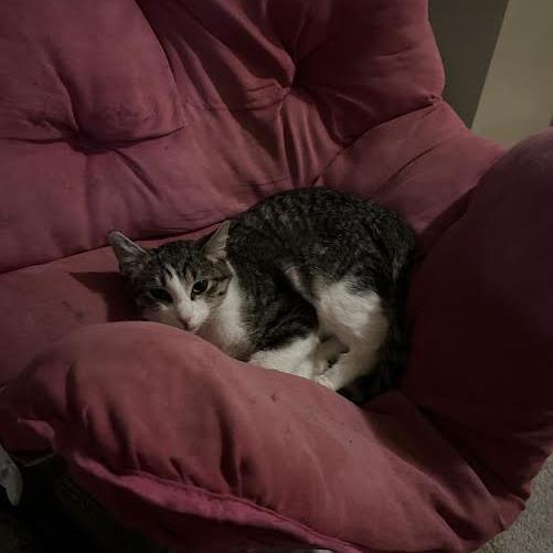 Enlarge Archimedes, a Adoptable Domestic Short Hair in Chaska, MN image 2/2