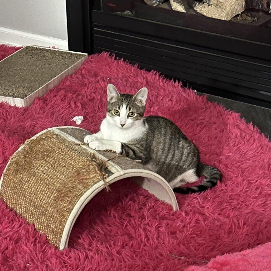 Archimedes, a Adoptable Domestic Short Hair in Chaska, MN image 3/5