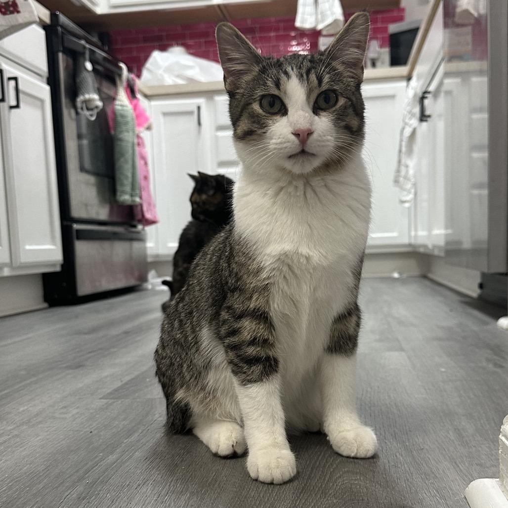 Archimedes, a Adoptable Domestic Short Hair in Chaska, MN image 4/5