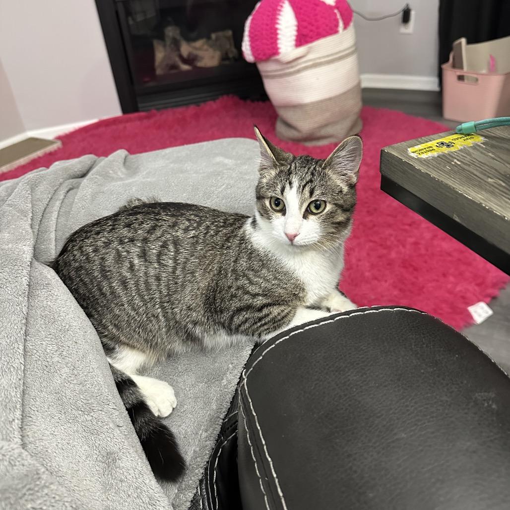 Archimedes, a Adoptable Domestic Short Hair in Chaska, MN image 5/5