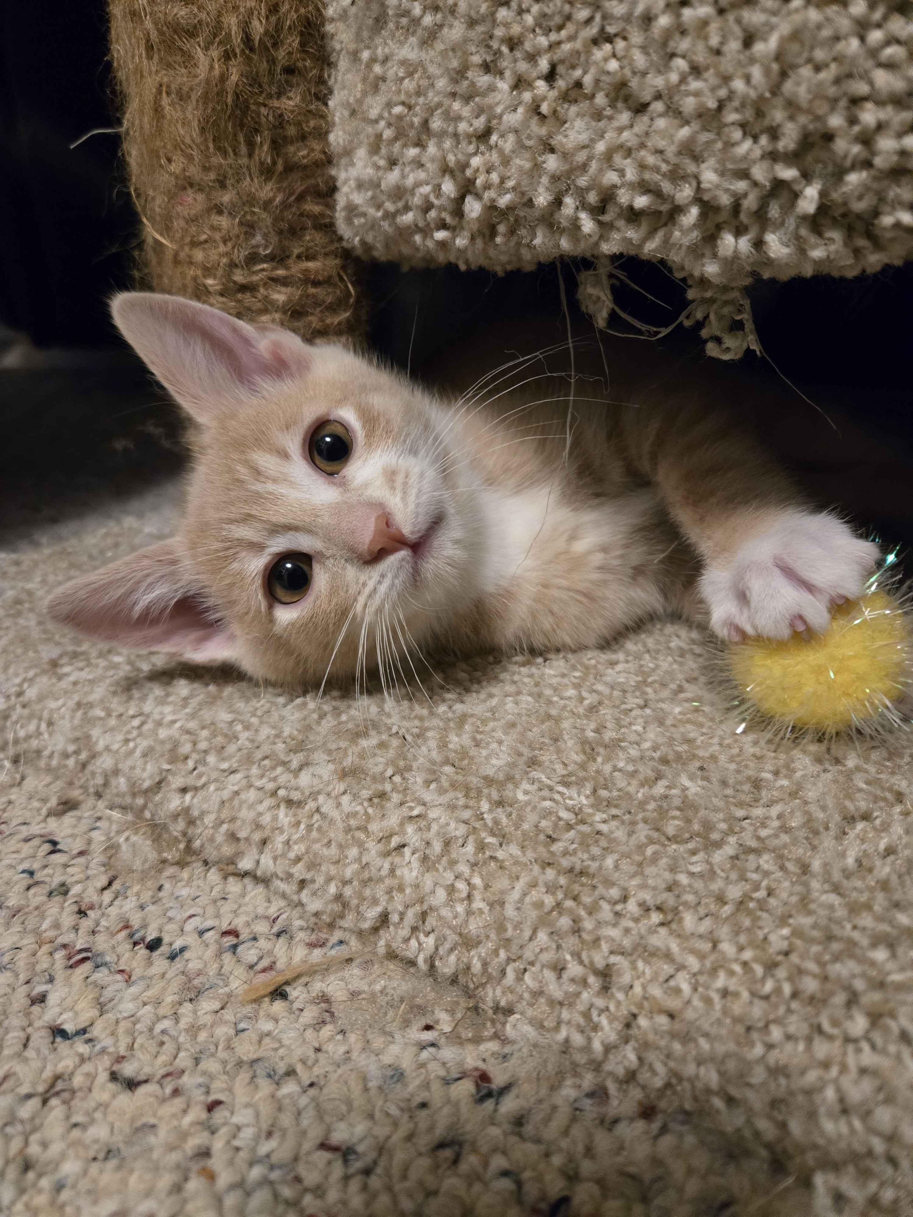 Ignacio, an adopted Domestic Short Hair in Pasco, WA image 2/3