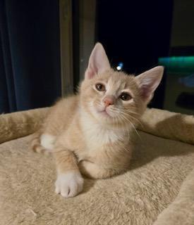 Ignacio, an adopted Domestic Short Hair in Pasco, WA image 1/3