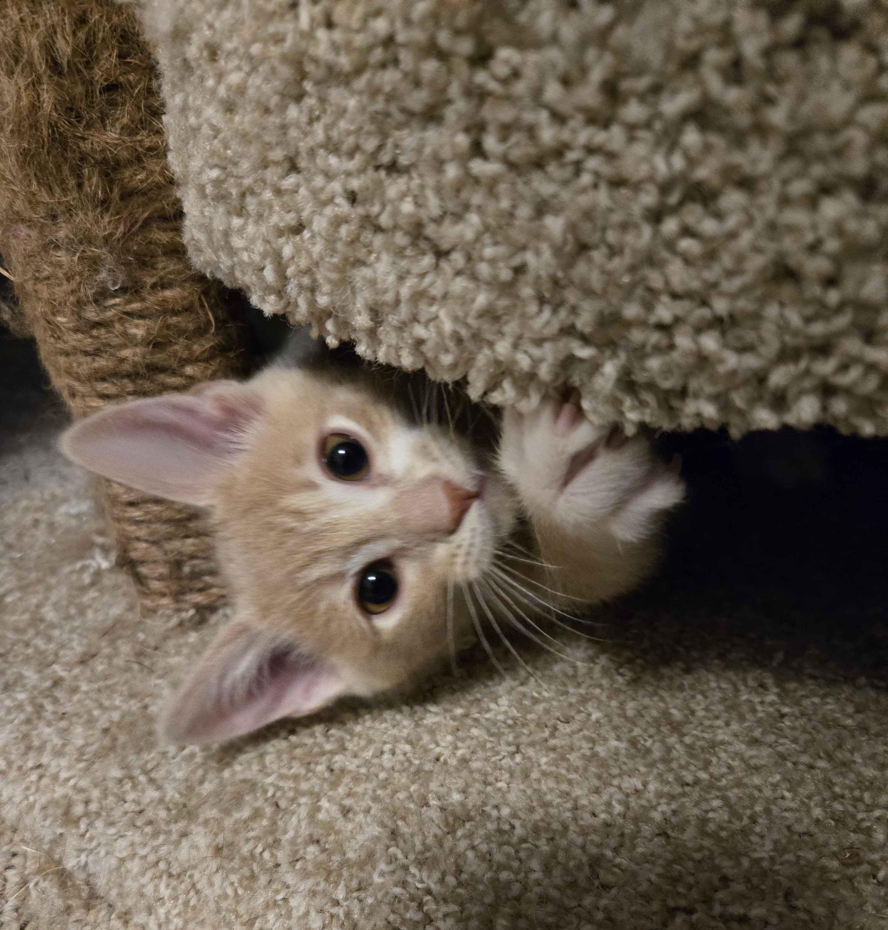 Ignacio, an adopted Domestic Short Hair in Pasco, WA image 3/3