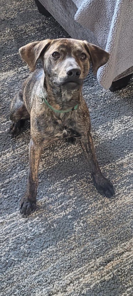 Willow, Adopted, Puppy Female Plott Hound.