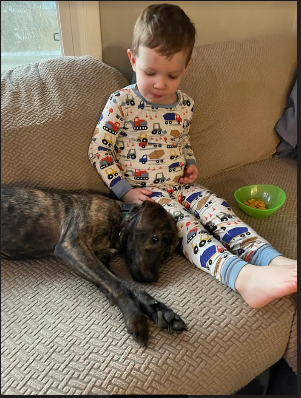 Enlarge Willow, a Adopted mixed breed in CHURCHVILLE, NY image 2/4