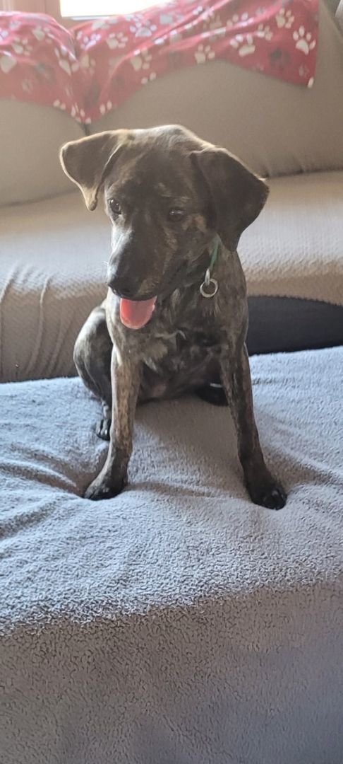 Enlarge Willow, a Adopted mixed breed in CHURCHVILLE, NY image 3/4