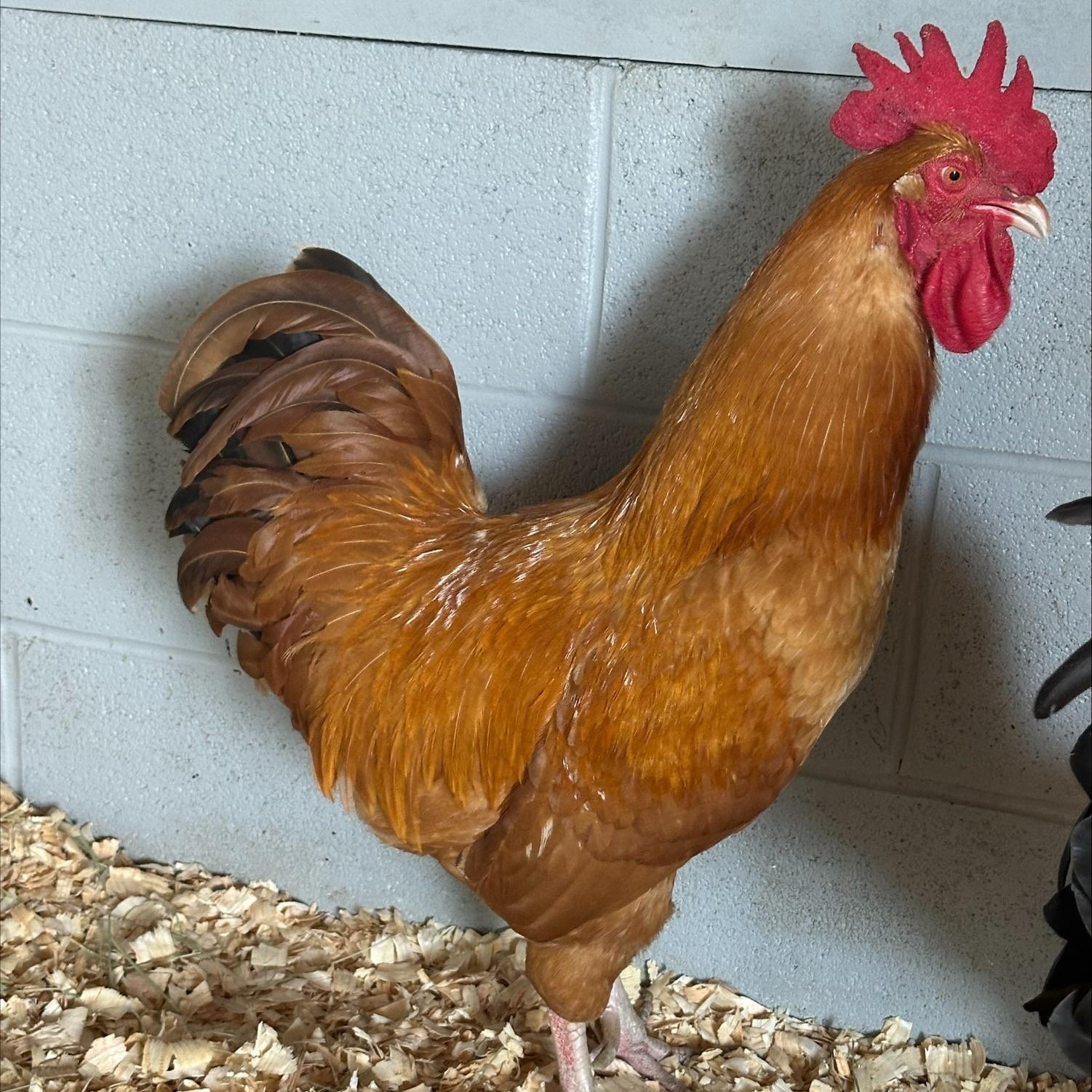 Enlarge Luke (ID 52021), a Adoptable Chicken in Manassas, VA image 1/1