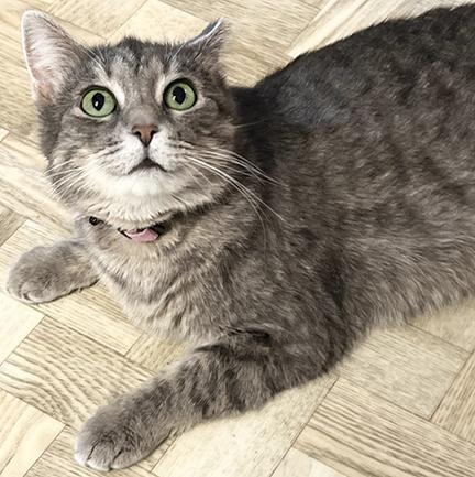 Enlarge Trinity, a Adoptable Domestic Short Hair in Mansfield, OH image 1/2