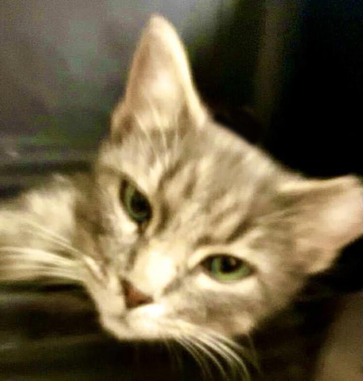 Enlarge Trinity, a Adoptable Domestic Short Hair in Mansfield, OH image 2/2