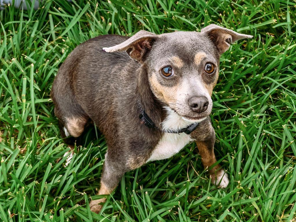 Frappe, a Adoptable Chihuahua in Myakka City, FL image 3/5