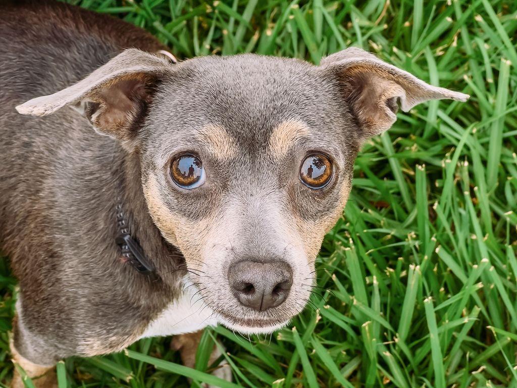 Frappe, a Adoptable Chihuahua in Myakka City, FL image 2/5
