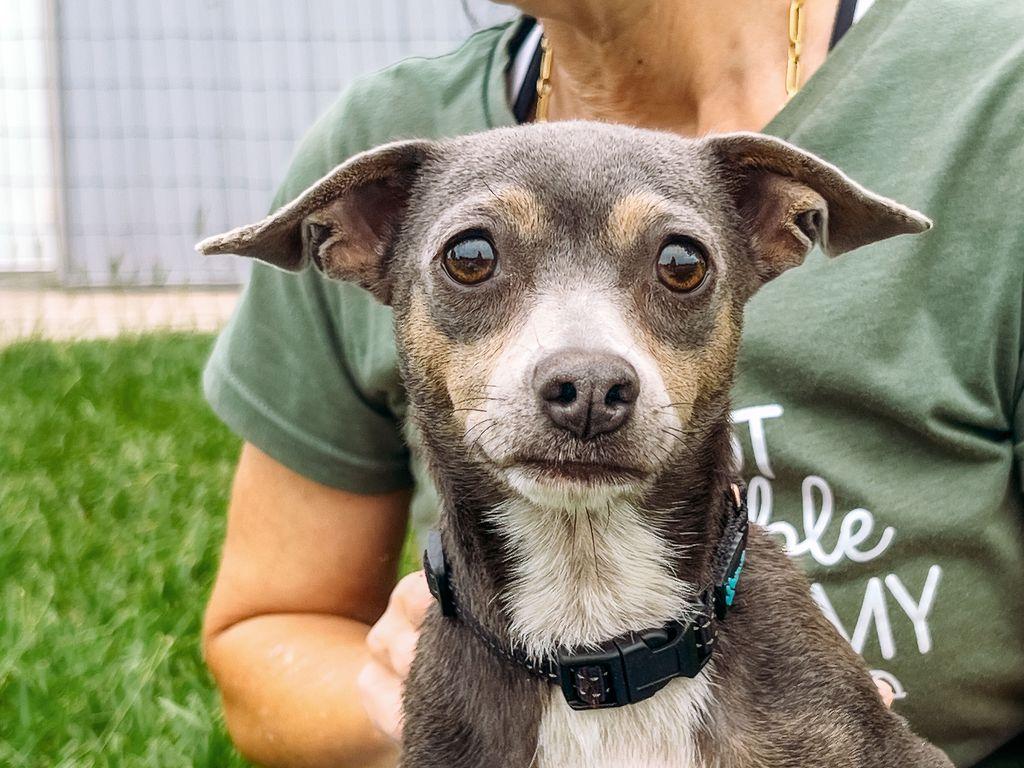Frappe, Adoptable, Adult Female Chihuahua.