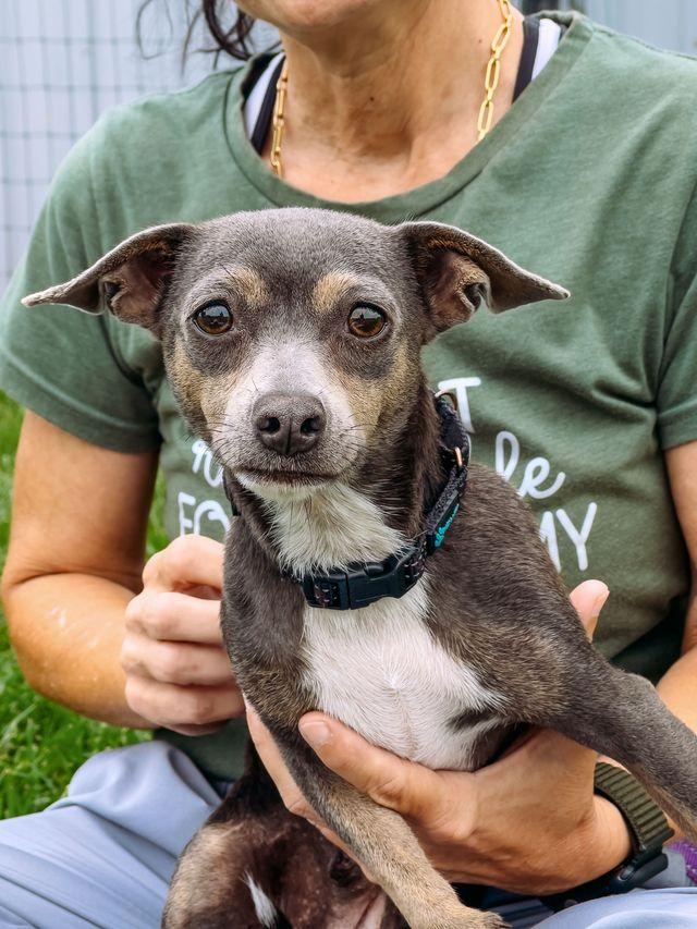 Frappe, a Adoptable Chihuahua in Myakka City, FL image 4/5