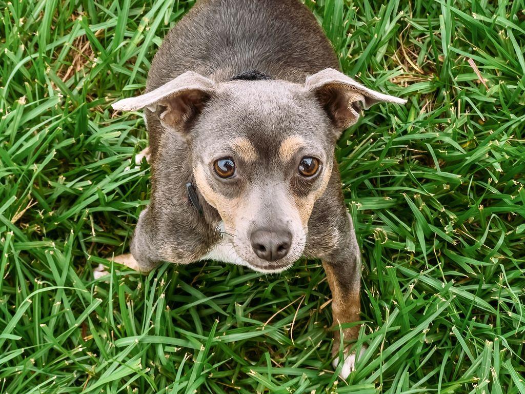 Frappe, a Adoptable Chihuahua in Myakka City, FL image 5/5