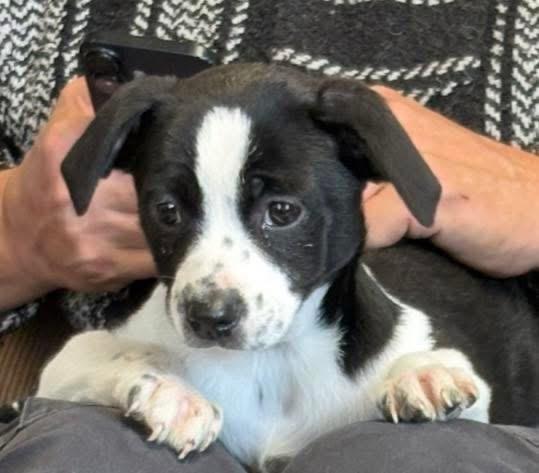 Bella, ADOPTABLE, Puppy Female Pug.