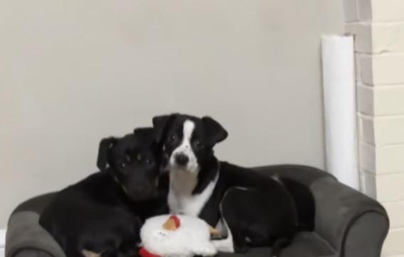 Enlarge Bella, an adopted mixed breed in Woodbury, NJ image 3/6