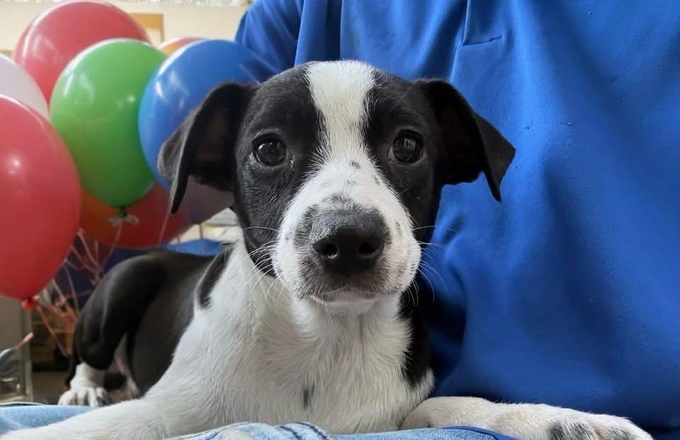 Enlarge Bella, an adopted mixed breed in Woodbury, NJ image 1/6