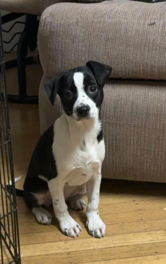 Enlarge Bella, an adopted mixed breed in Woodbury, NJ image 6/6