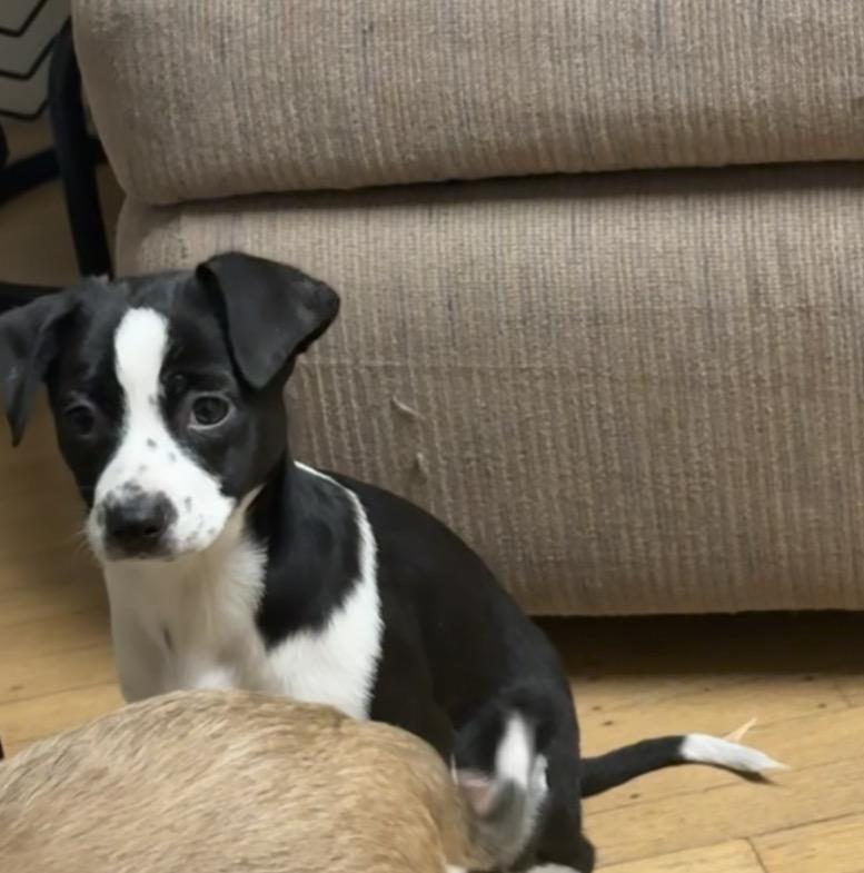 Enlarge Bella, an adopted mixed breed in Woodbury, NJ image 4/6