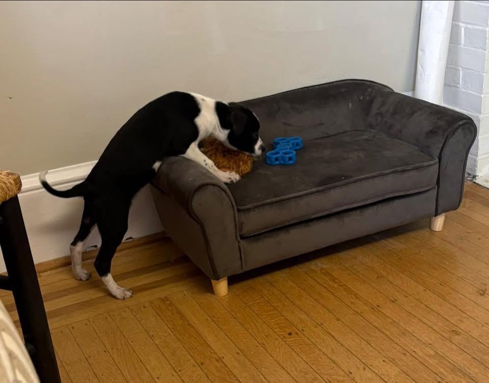 Enlarge Bella, a ADOPTABLE mixed breed in Woodbury, NJ image 2/2