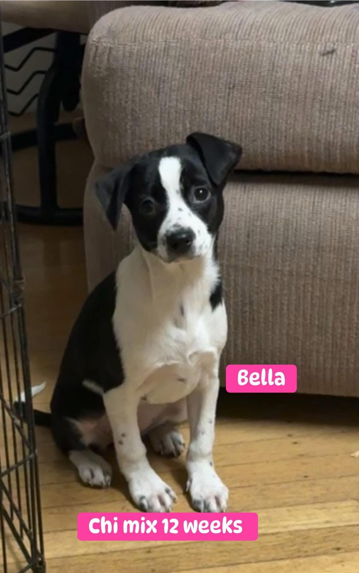 Bella, ADOPTABLE, Puppy Female Chihuahua.