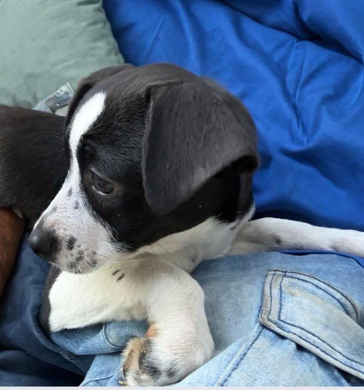 Enlarge Bella, an adopted mixed breed in Woodbury, NJ image 5/6