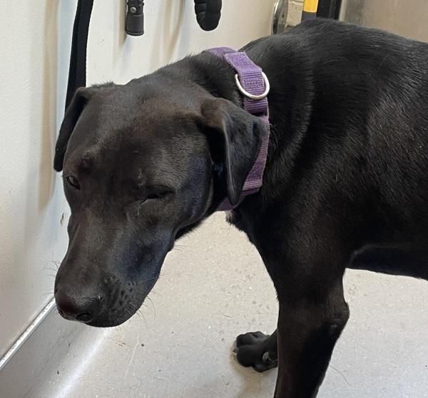Grace O'Malley, Adoptable, Young Female Labrador Retriever & Pit Bull Terrier.