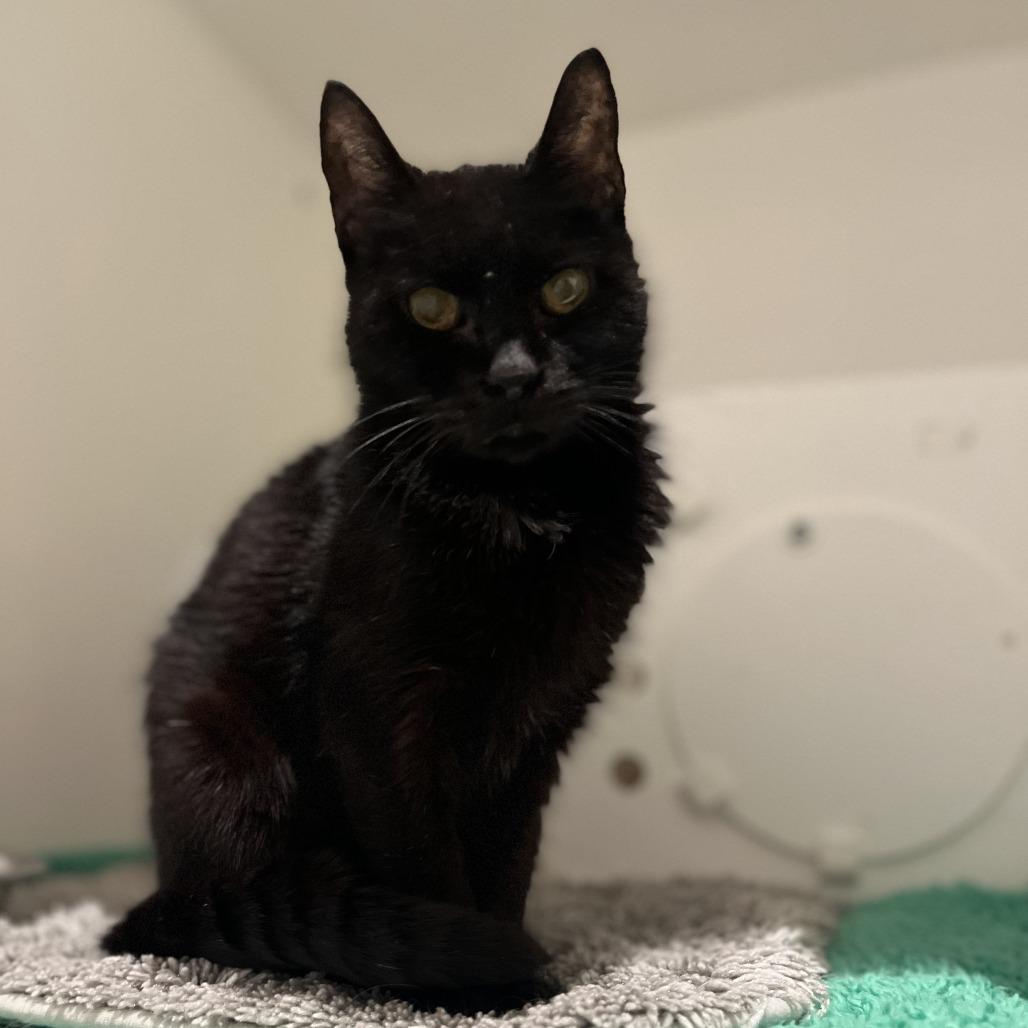 Enlarge Lovey, a Adoptable Domestic Short Hair in Bentonville, AR image 1/6