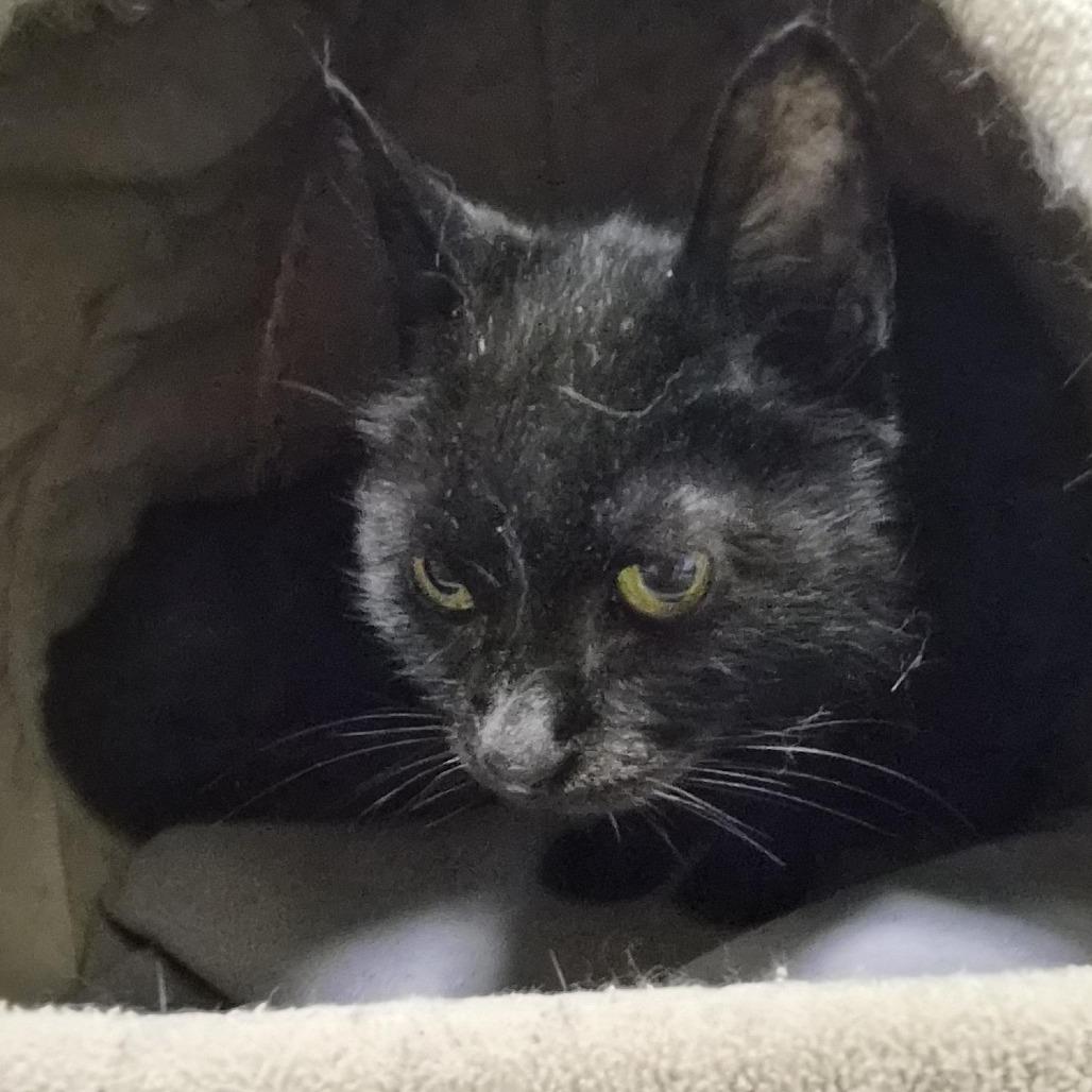 Enlarge Lovey, a Adoptable Domestic Short Hair in Bentonville, AR image 2/6