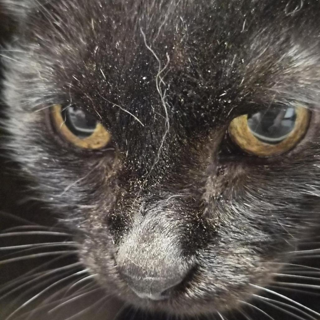 Enlarge Lovey, a Adoptable Domestic Short Hair in Bentonville, AR image 3/6