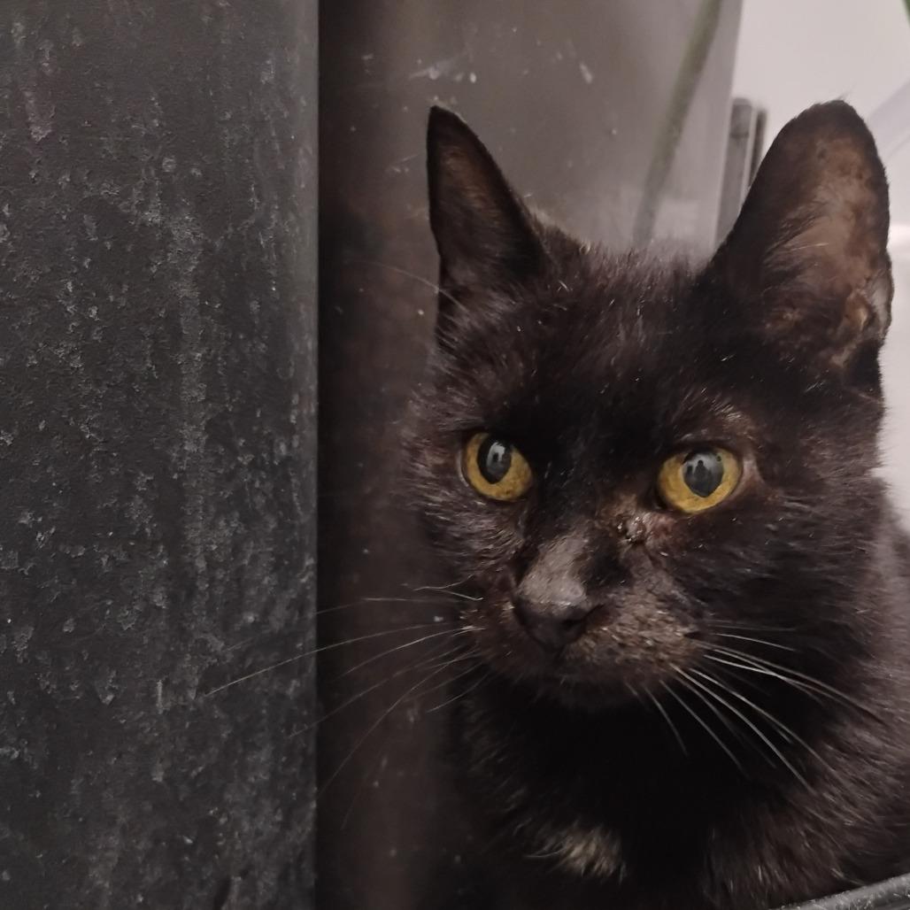 Enlarge Lovey, a Adoptable Domestic Short Hair in Bentonville, AR image 4/6
