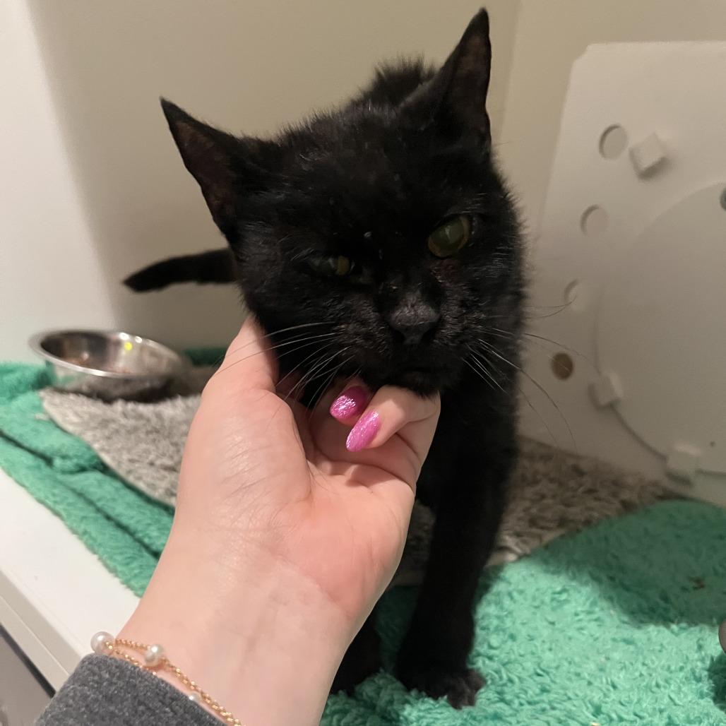 Enlarge Lovey, a Adoptable Domestic Short Hair in Bentonville, AR image 5/6