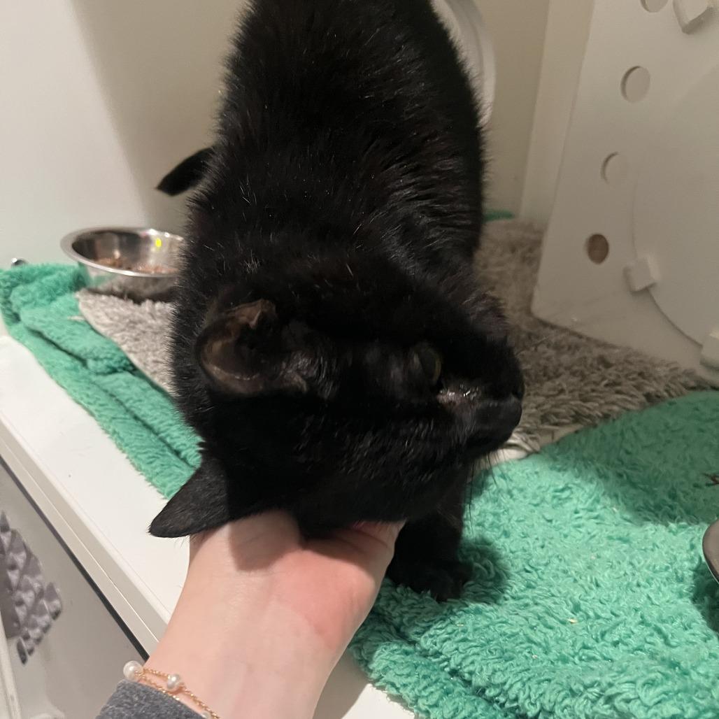Enlarge Lovey, a Adoptable Domestic Short Hair in Bentonville, AR image 6/6