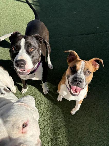 Zoey, a Adoptable Pit Bull Terrier in Queen Creek, AZ image 2/3